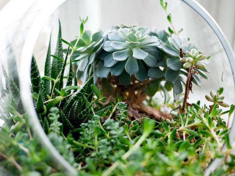 Community Health and Wellness Program